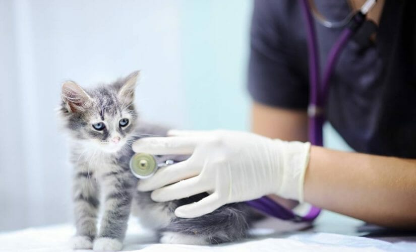 Comment les vétérinaires réalisent leurs diagnostics ?